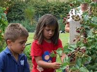Picking Summer Berries - Central Otago